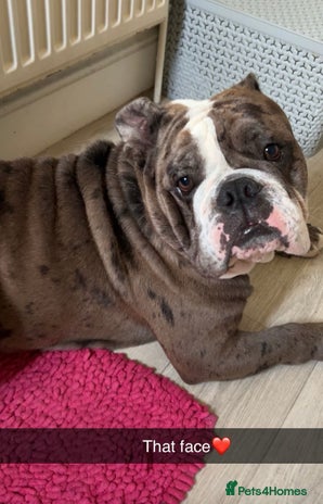 Old Tyme Bulldog dogs Rehoming My Precious Boy Due To Change of Circs - Advert 1