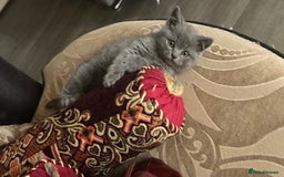 British Shorthair cats for sale: British shorthair kittens  - Image 9