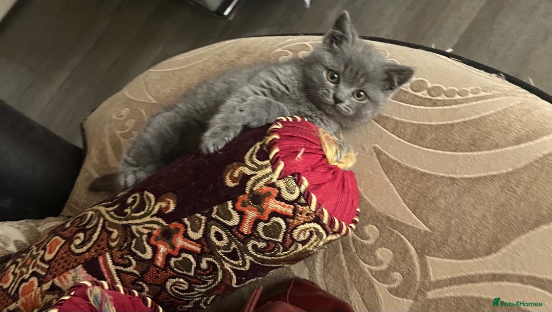 British Shorthair cats for sale: British shorthair kittens  - Image 9
