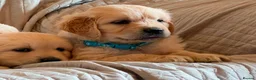 Golden Retriever dogs for sale: Wonderful litter health tested parents  - Advert 22