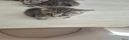 Mixed Breed cats for sale: Half maincoon and half domestic  in London - Advert 11