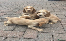 Cocker Spaniel dogs for sale: Show type cocker spaniel puppies  - Image 7
