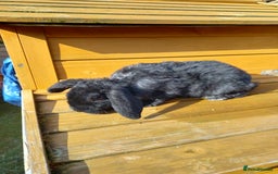 Mini Lop rabbits for sale: Mini plush lops - Image 12