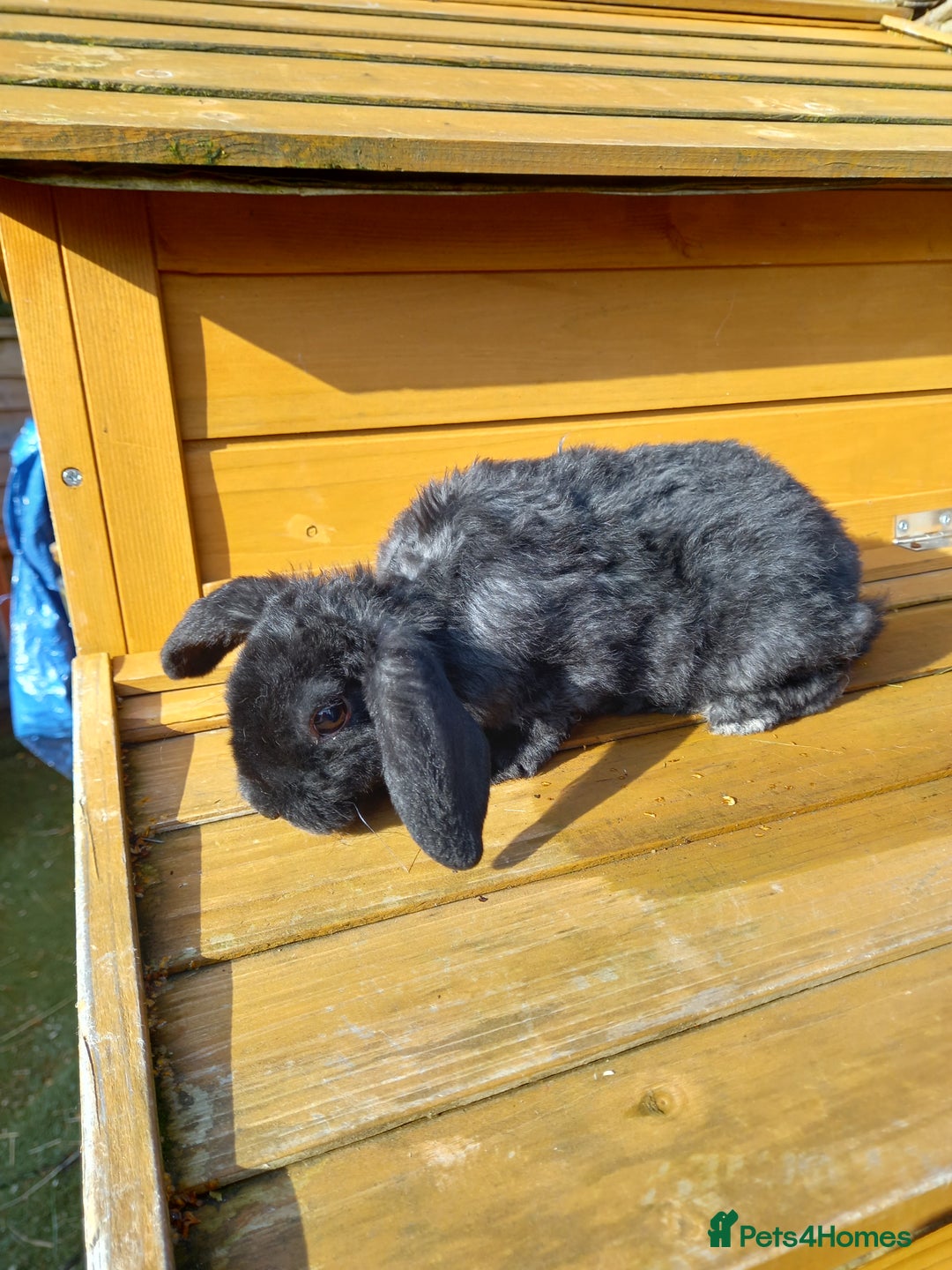 Mini Lop rabbits for sale: Mini plush lops - Image 12