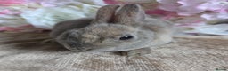 Mini Lop rabbits for sale: Mini lop & mini rex babies available  - Advert 11