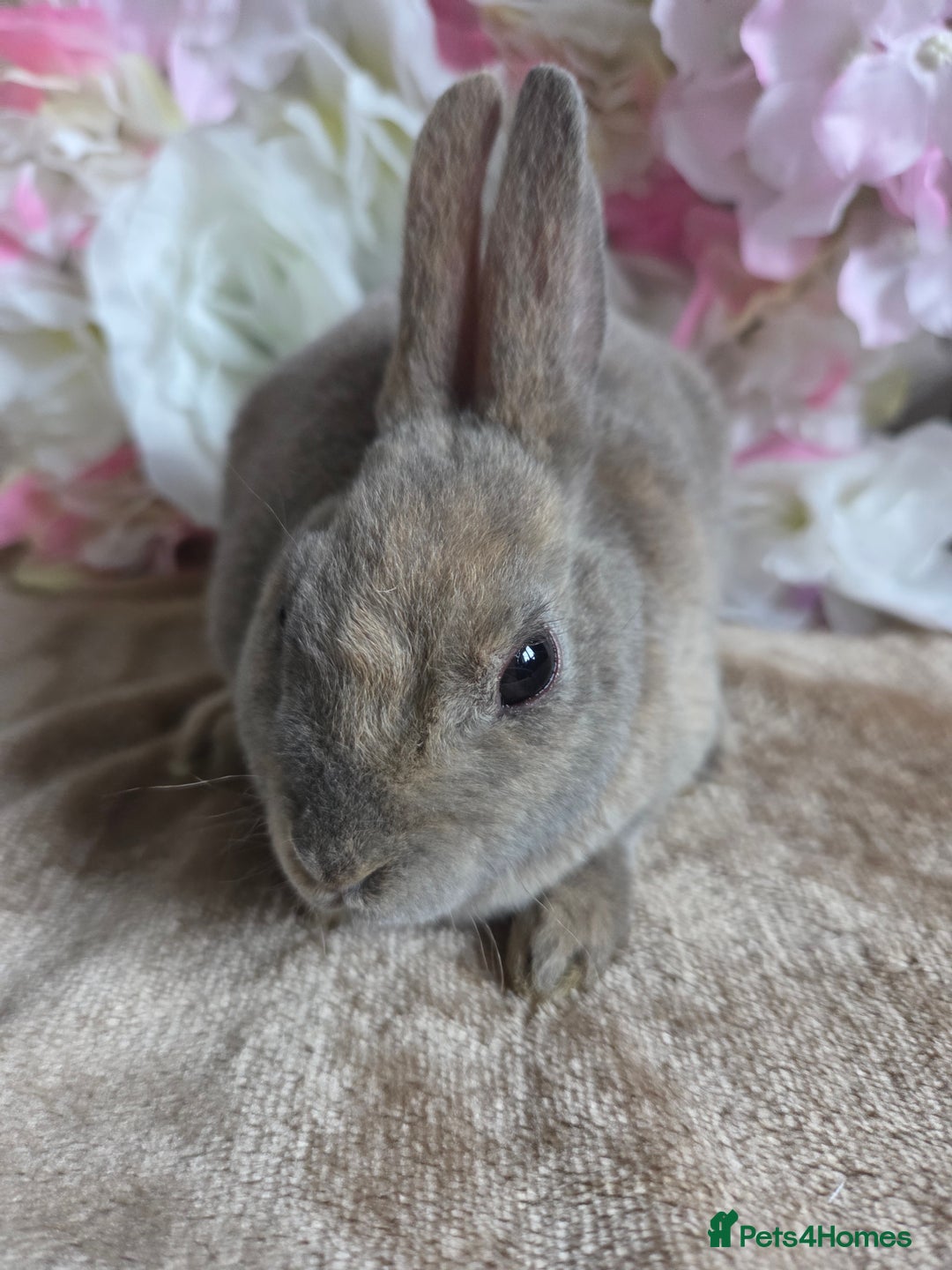 Mini Lop rabbits for sale: Mini lop & mini rex babies available  - Advert 11