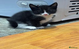 Mixed Breed cats for sale: Tuxedo/tabby mix bread cat - Image 5