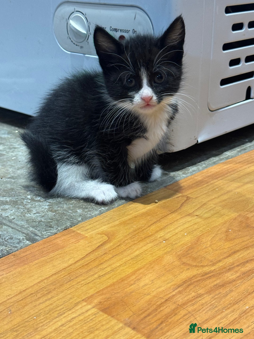 Mixed Breed cats for sale: Tuxedo/tabby mix bread cat - Image 5