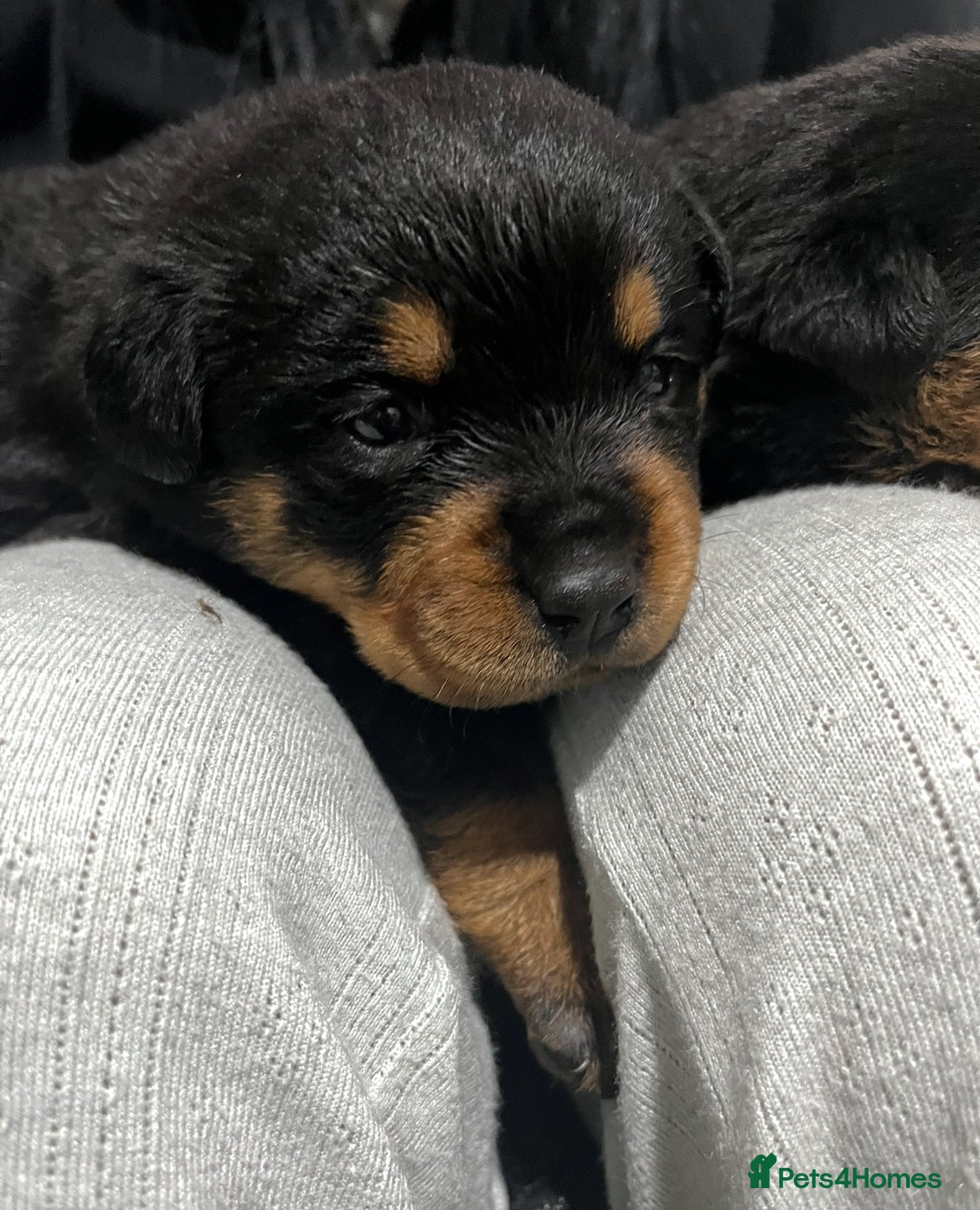 Rottweiler dogs Purebred German Rottweiler Puppies - Advert 11