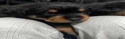 Rottweiler dogs for sale: Purebred German Rottweiler Puppies - Advert 1