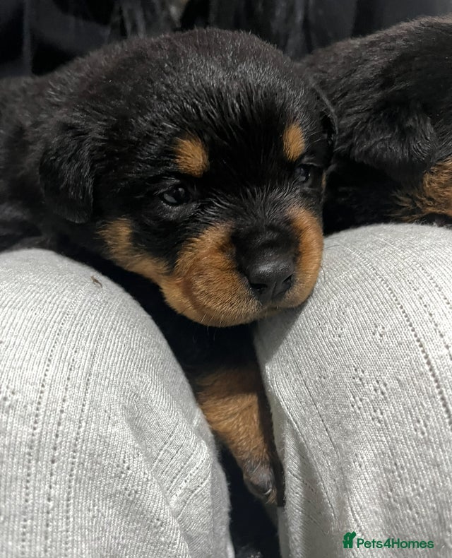 Rottweiler Puppy Rottweiler for sale in Soddy-Daisy Lancaster