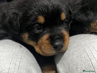 Rottweiler dogs Purebred German Rottweiler Puppies - Advert 9