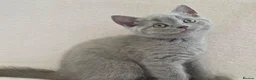 British Shorthair cats for sale: British short hair kittens  in Upminster - Advert 9
