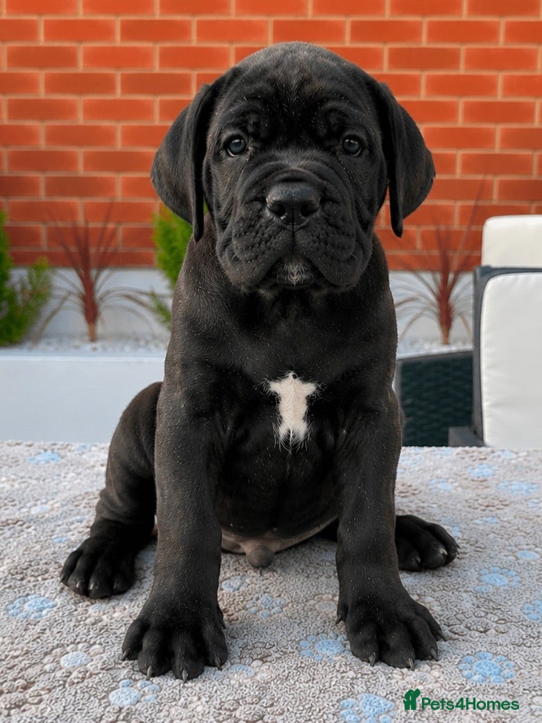 Cane Corso dogs 🐾 European Champion Bloodline Cane Corso Puppies - Advert 2