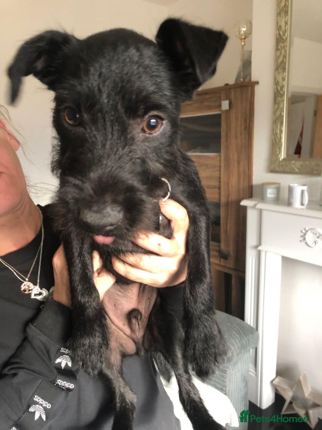 Patterdale Terrier dogs for sale: 19 week old patterdale - Image 2