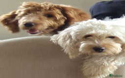 Cockapoo dogs for sale: F2 Red Fox Gorgeous male cockapoo  - Image 4