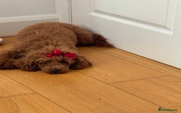 Toy Poodle dogs for sale: Female Toy Poodle  - Image 7