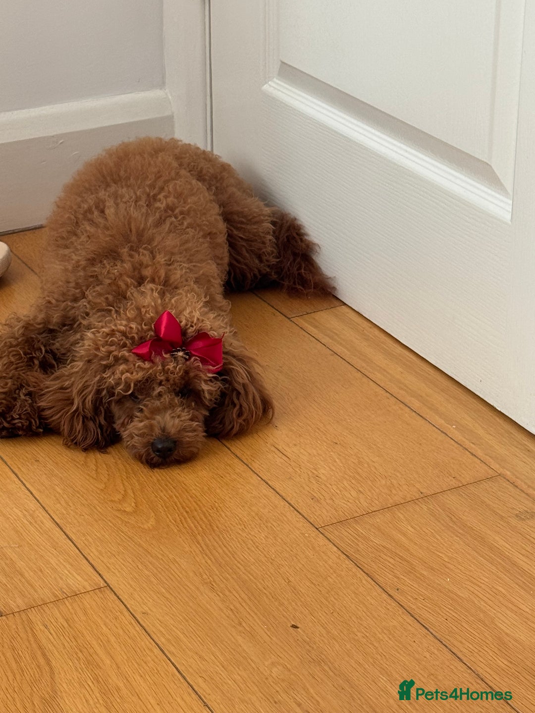 Toy Poodle dogs for sale: Female Toy Poodle  - Image 7