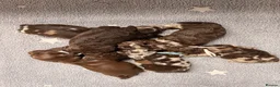 Cockapoo dogs for sale: Merle and Chocolate F1b Cockapoos Due Sept’ - Advert 17