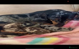 Miniature Dachshund dogs for stud: Proven, KC, PRA clear, tested Miniature Dachshund in Hinckley - Image 11