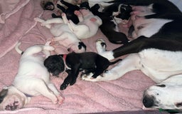 Mixed Breed dogs for sale: French bulldog cross American bulldog  - Image 7