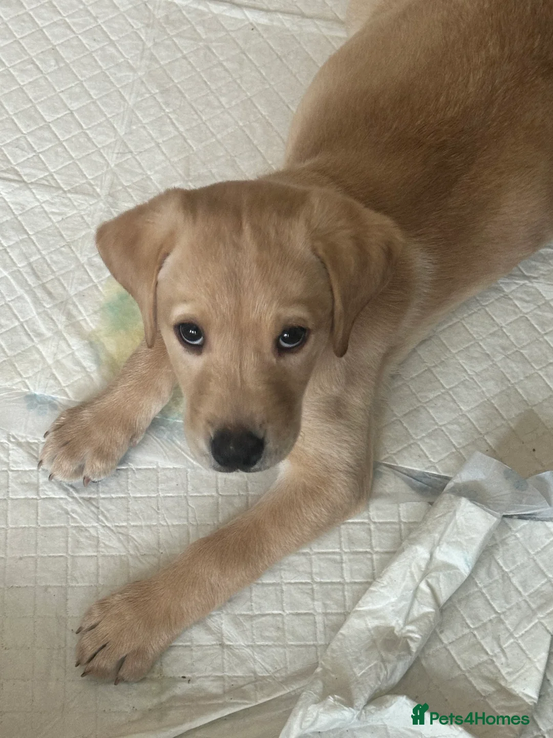 Labrador Retriever dogs for sale: Labrador puppies ready for forever homes - Advert 5