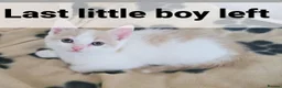 Mixed Breed cats for sale: 1 rare colour gorgeous little boy - Advert 1