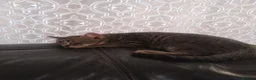 Mixed Breed cats for sale: Kittens ready to leave now  - Advert 4