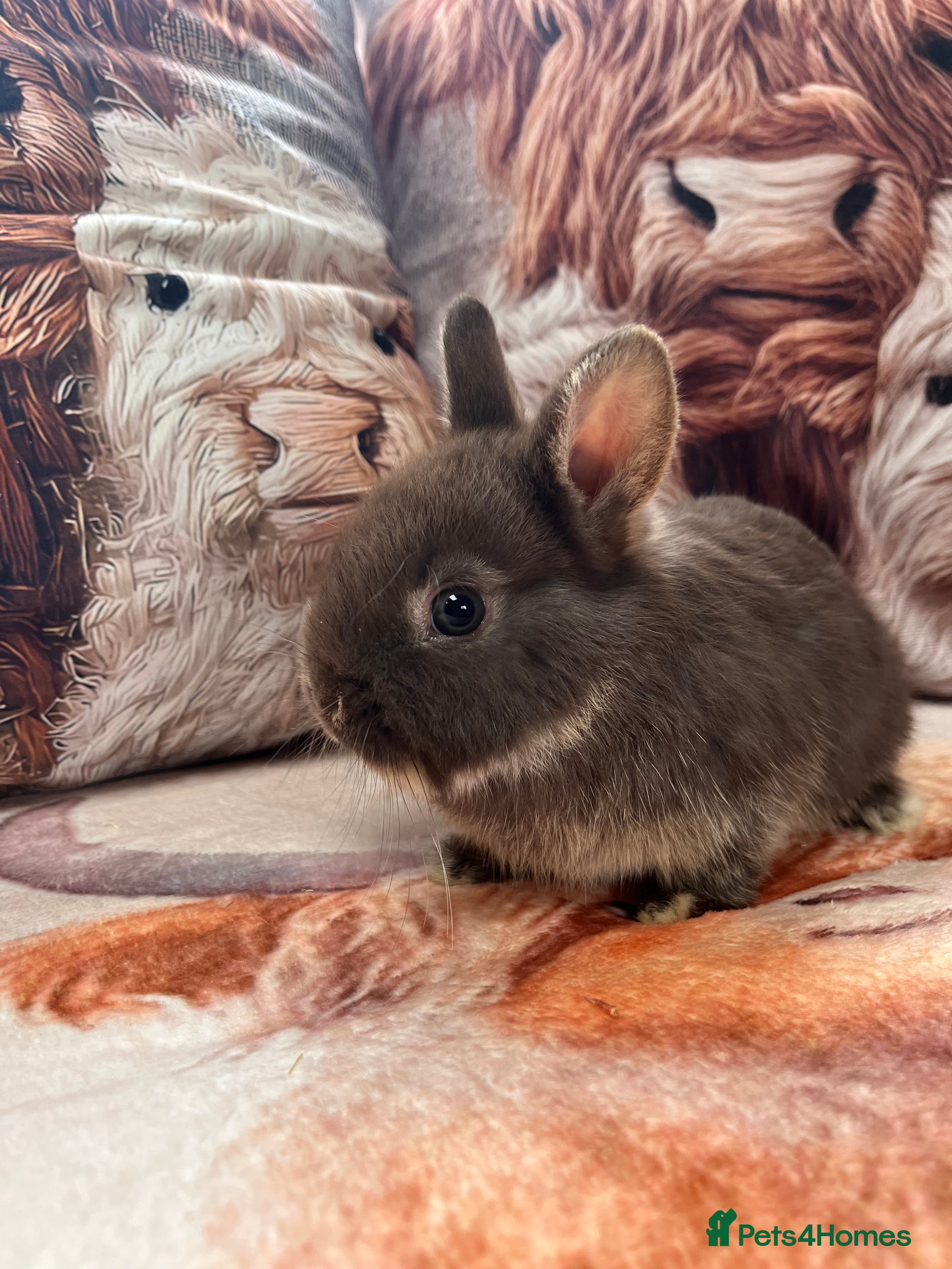 Netherland Dwarf rabbits Netherlands dwarf baby’s  - Advert 14