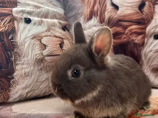 Netherland Dwarf rabbits Netherlands dwarf baby’s - Advert 2