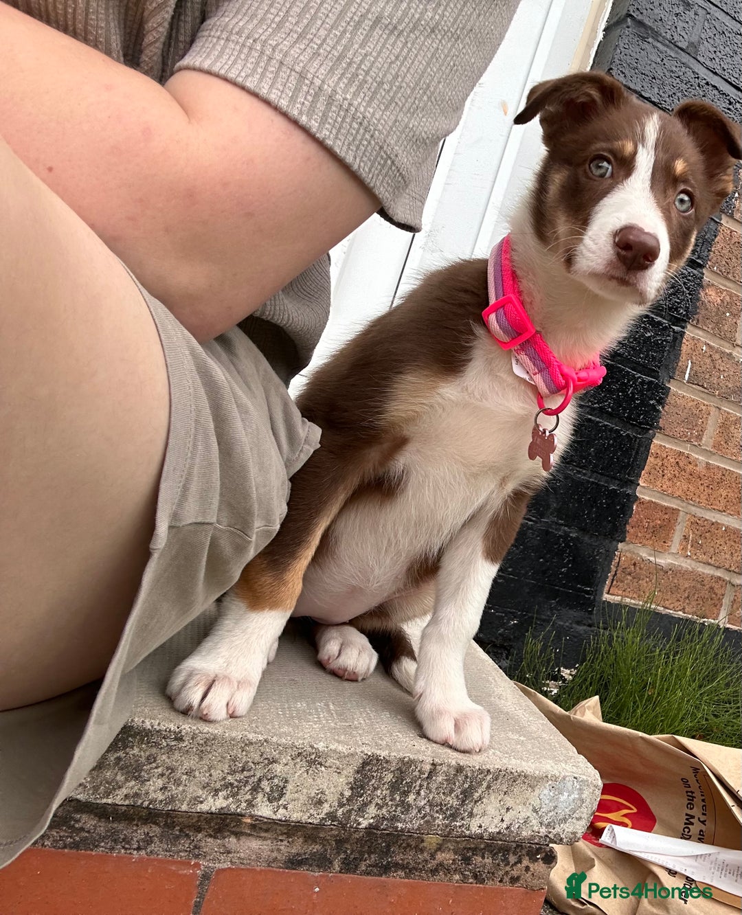 Border Collie dogs for sale: Border collie puppy - Image 2