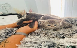 British Shorthair cats for sale: 🌟 Adorable Kittens 🌟 - Image 11