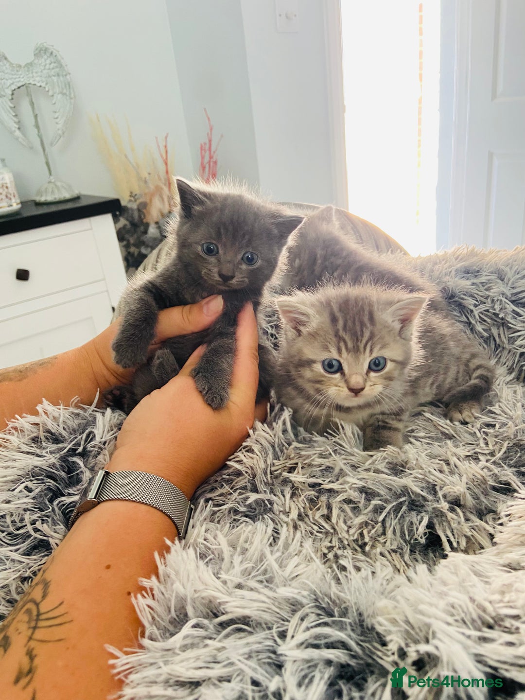 British Shorthair cats for sale: 🌟 Adorable Kittens 🌟 - Image 11