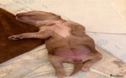 Cockapoo dogs for sale: F1 Cockapoo puppies, KC parents, health tested! - Image 18