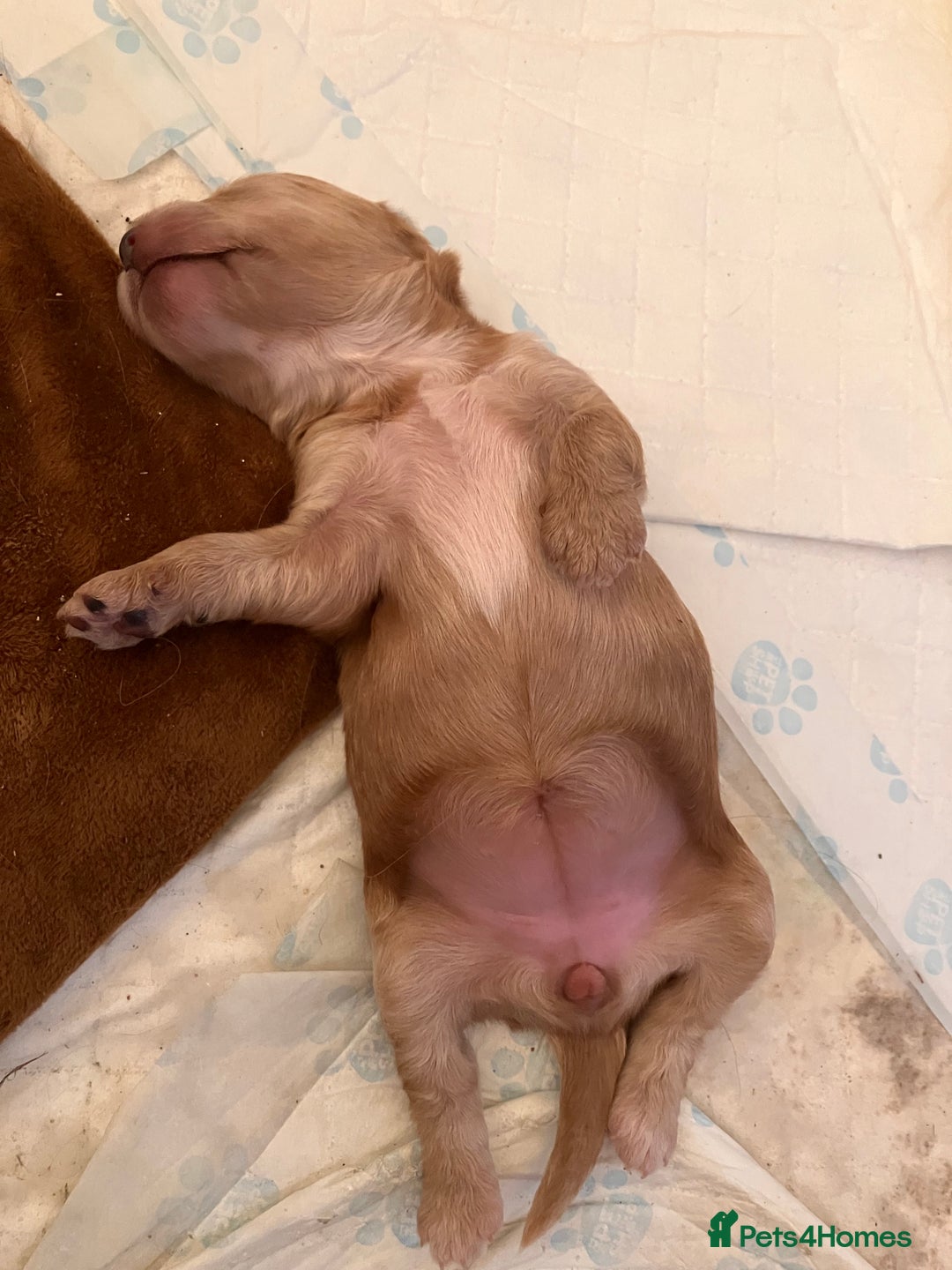 Cockapoo dogs for sale: F1 Cockapoo puppies, KC parents, health tested! - Image 18