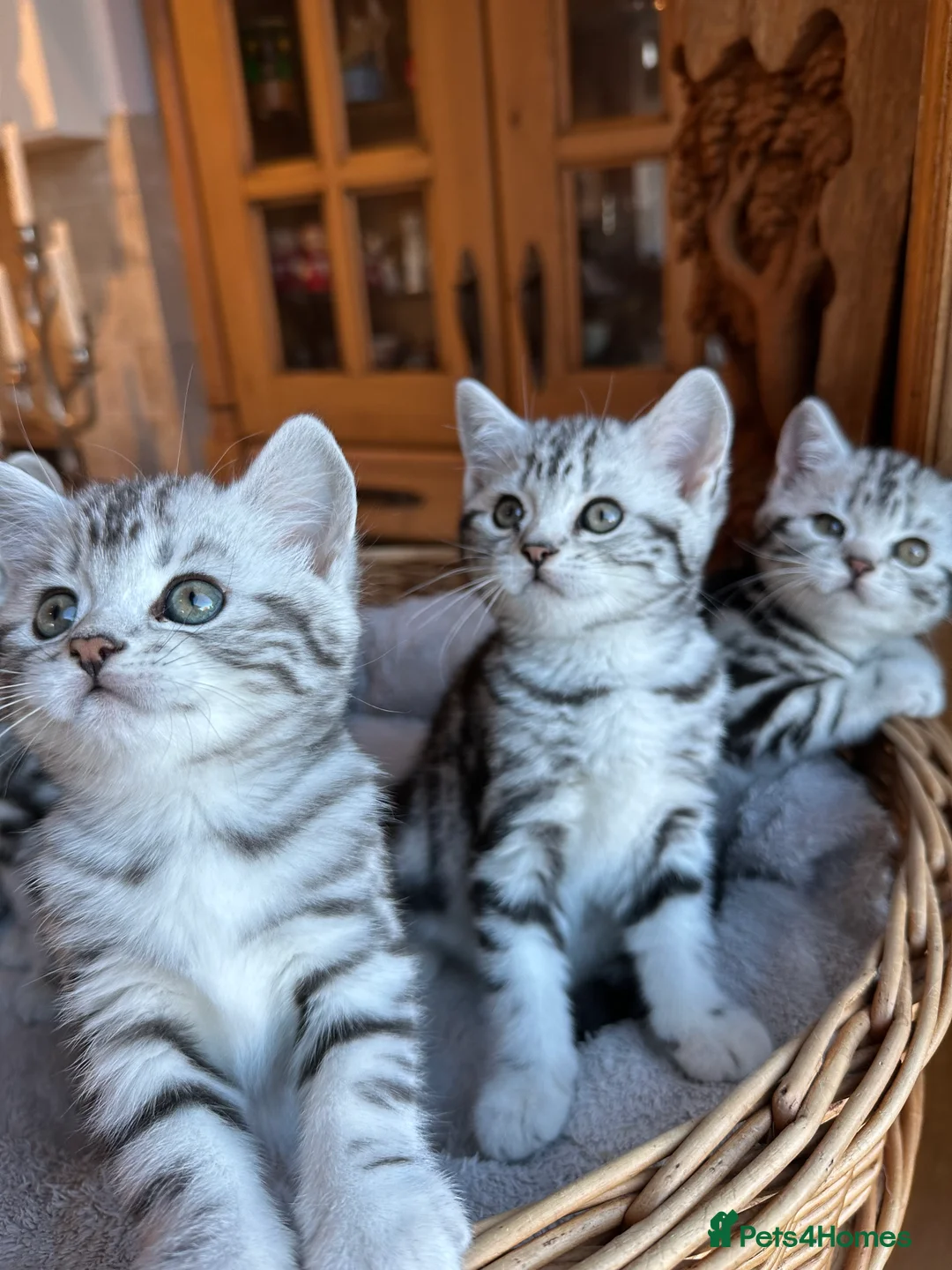 British Shorthair cats for sale: BSH stunning Silver Tabby kittens - Advert 30