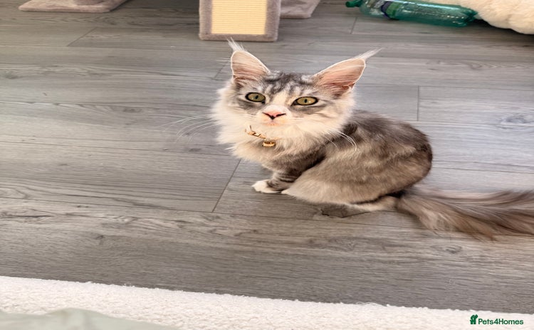 Maine Coon cats Gorgeous girl Mia for sale - Advert 2