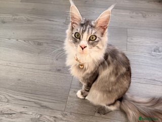 Maine Coon cats Gorgeous girl Mia for sale - Advert 1