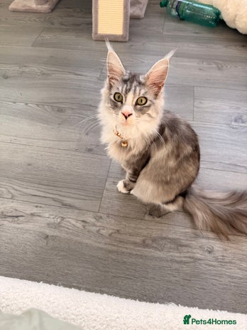 Maine Coon cats Gorgeous girl Mia for sale - Advert 1