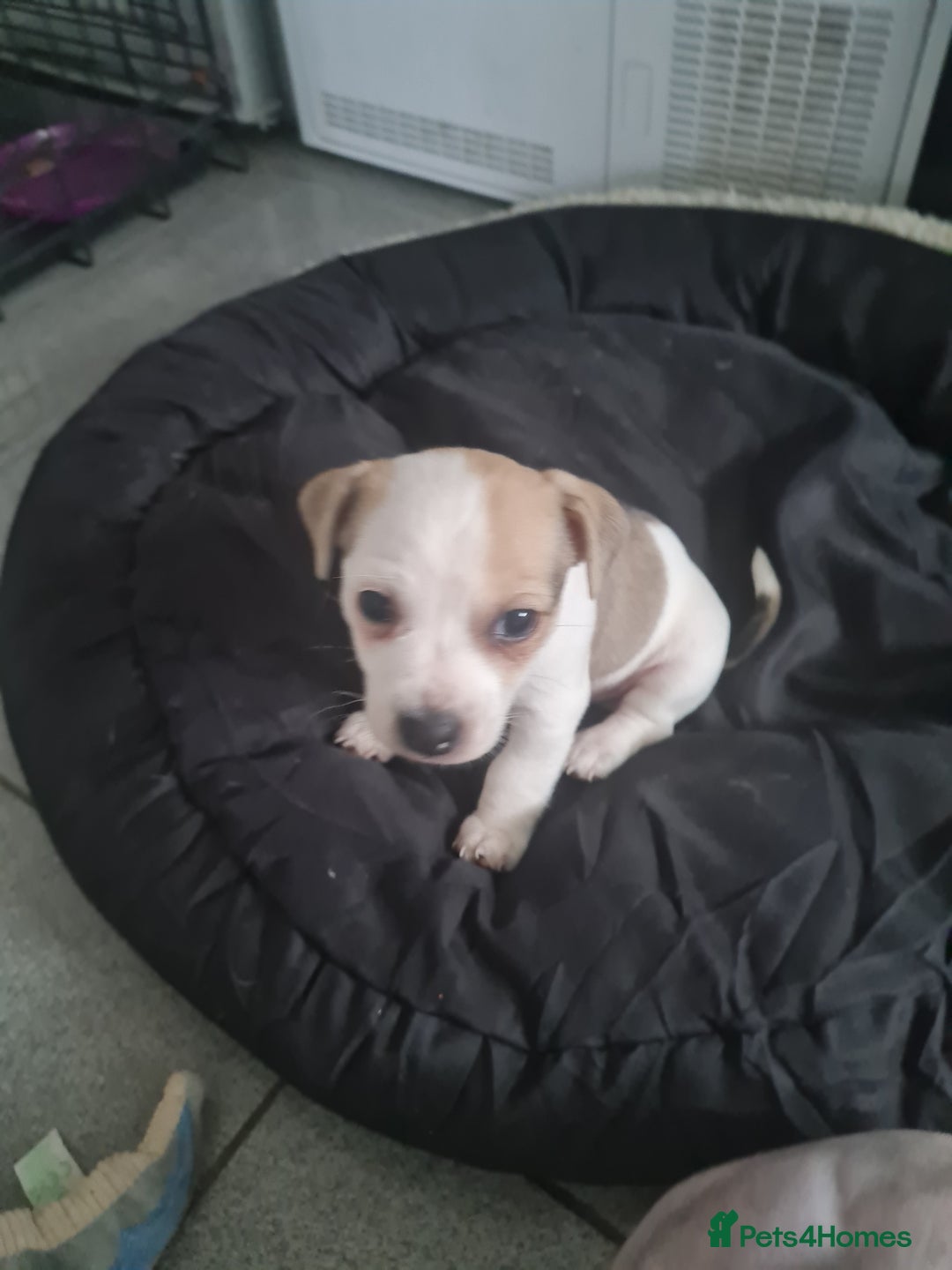 Jack Chi dogs for sale: Chihuahua x Jack Russell Puppies  - Advert 6