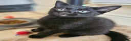 Mixed Breed cats for sale: 3 Playful Black Brother Kittens Looking for Homes - Advert 29