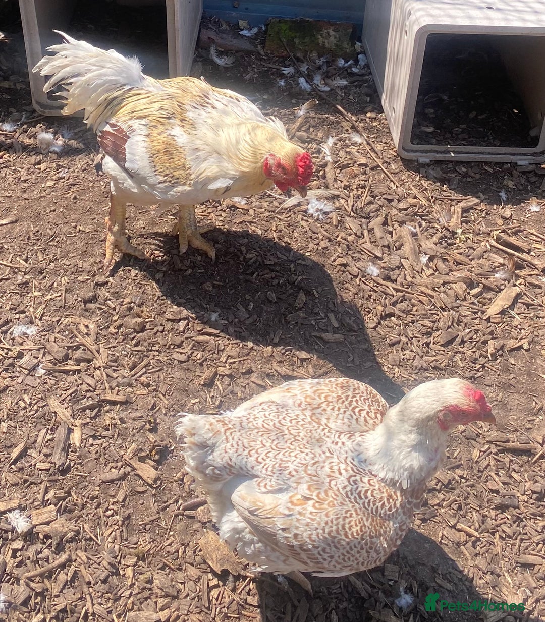 Chickens poultry for sale: Indian / Cornish game birds  - Image 2