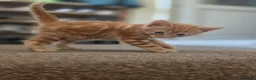Mixed Breed cats for sale: Active, fun, healthy kittens  - Advert 6