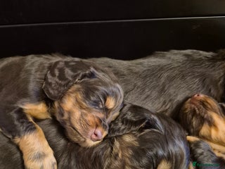 Cocker Spaniel dogs Stunning cocker spaniel puppies - Advert 18