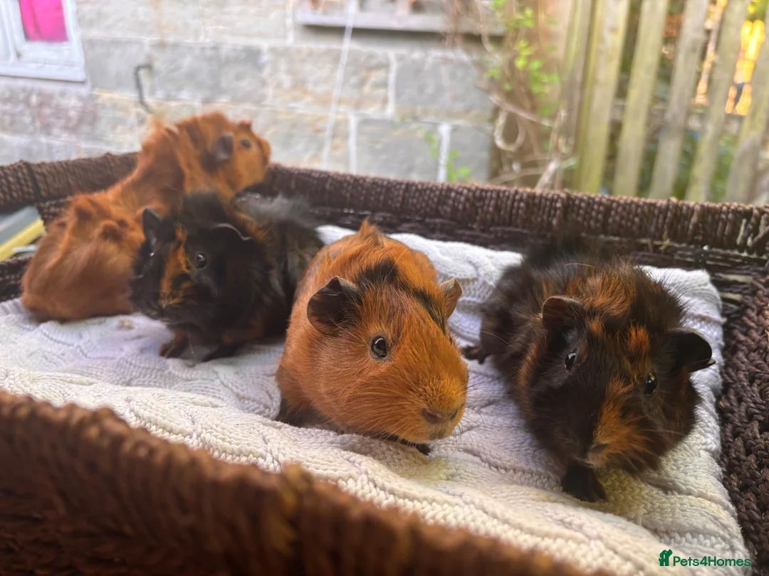 Guinea Pig rodents for sale: 4 beautiful boy guinea pigs  - Advert 1