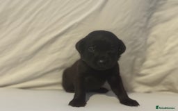 Labrador Retriever dogs for sale: KC registered Labrador puppies - Image 7