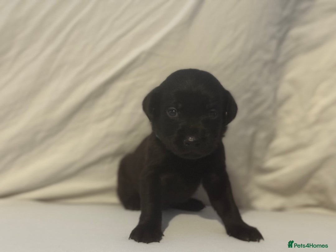 Labrador Retriever dogs for sale: KC registered Labrador puppies - Image 7