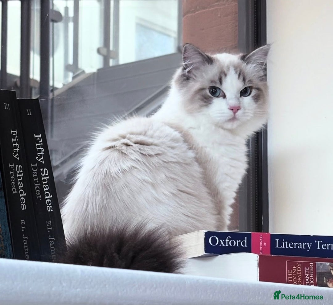 Ragdoll cats for sale: Luxury Ragdoll Blue-Eyed Beauty - Advert 6