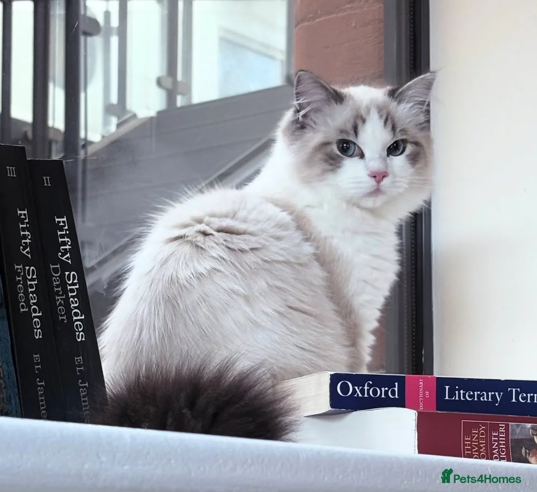 Ragdoll cats for sale: Luxury Ragdoll Blue-Eyed Beauty - Advert 6