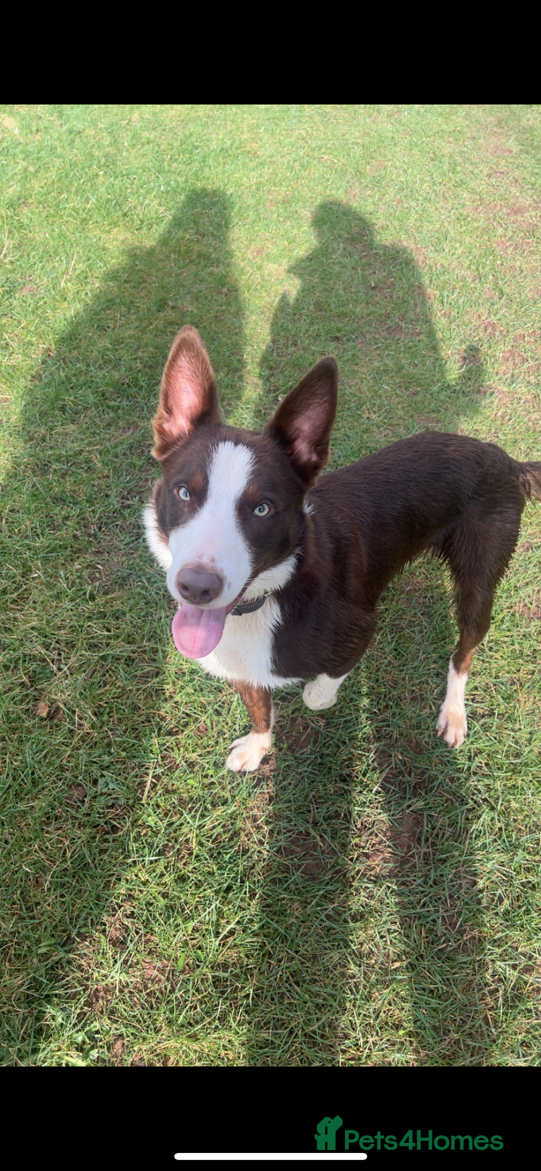 Border Collie dogs for stud: Proven red border collie for stud  - Advert 2